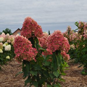 Гортензія Graffiti