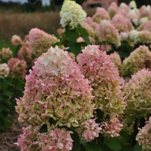 Гортензія Skyfall