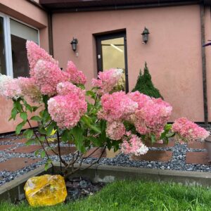 Гортензія Vanilla Fraise