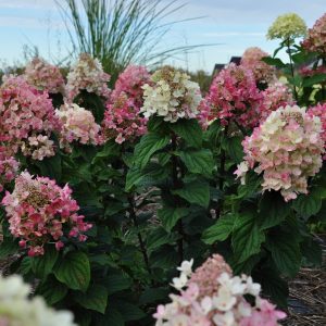 Гортензія Bee Happy