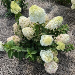 Гортензія Bobo