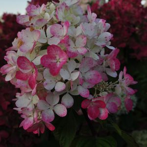 Гортензія Diamant Rouge