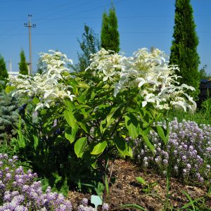 Гортензія Great star