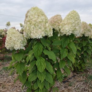 Гортензія Pandora