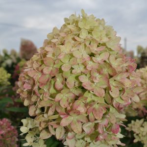 Гортензія Little lime