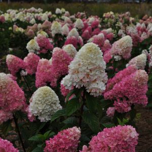 Гортензія Sundae fraise