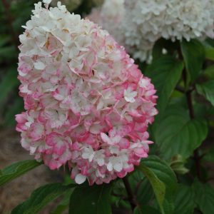 Гортензія Strawberry Blossom