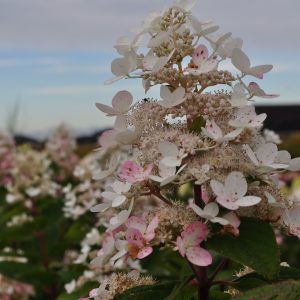 Гортензія Fire Light