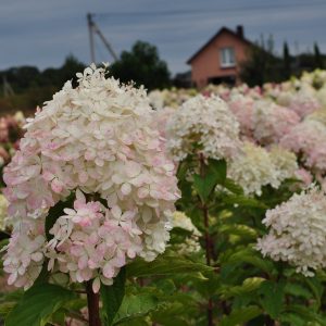 Гортензія Phantom