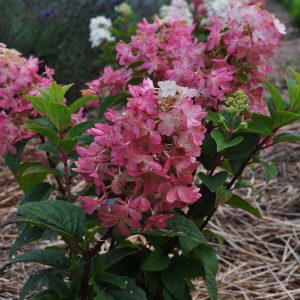 Гортензія Petite Star