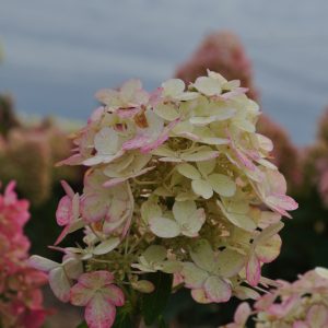 Гортензія Panflora