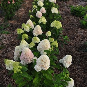 Гортензія Mojito