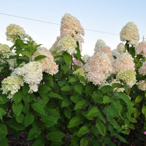 Гортензія Lime light