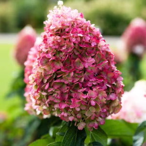 Гортензія Pinky Promise