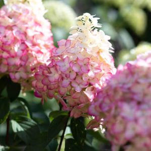 Гортензія Colour Ful Coctail