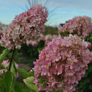 Гортензія Bombshell