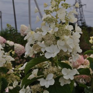 Гортензія White ledy