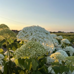 Гортензія Strong Annabelle