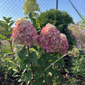 Гортензія Bonfire