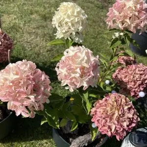 Гортензія White Light