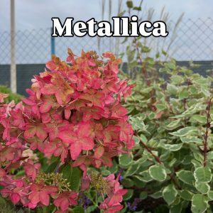 Гортензія Metallica