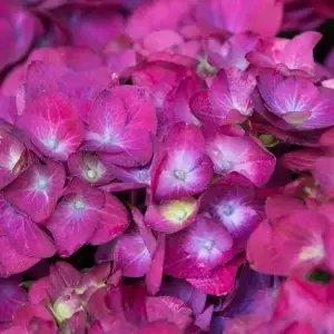 Гортензія Hot Red Purple