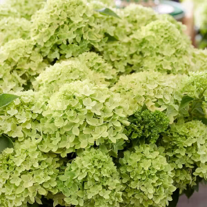 Гортензія Little Apple