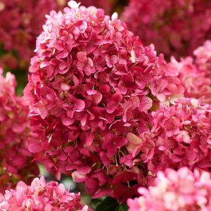 Гортензія Little Rosy