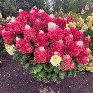 Гортензія Red Velvet