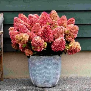 Гортензія Redlight