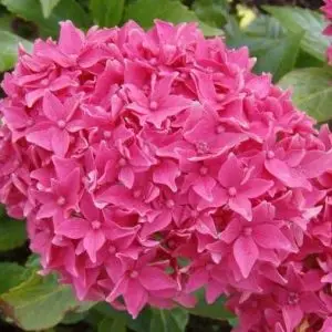 Гортензія Tovelit