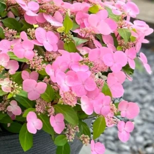 Гортензія Callicot