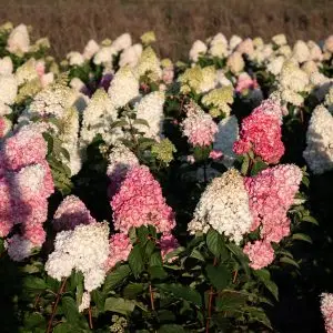 Волотиста